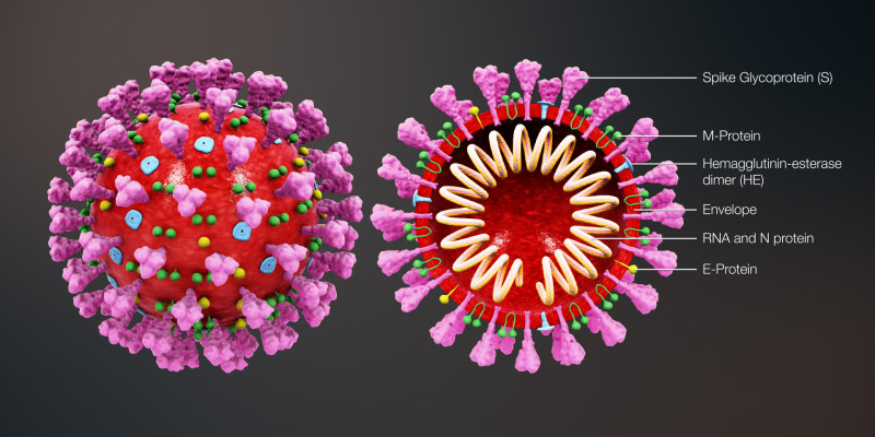 Structure of Coronavirus
