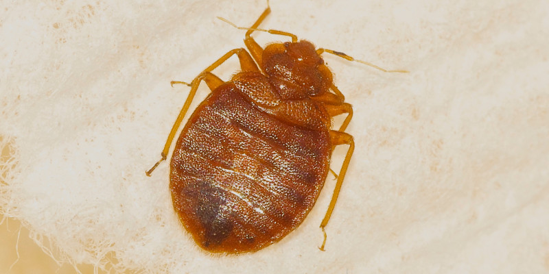 Canva Bed Bug