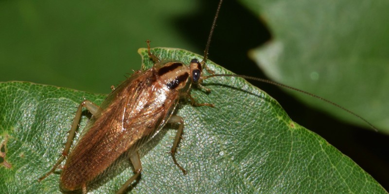 Cockroach sitting on a leaf